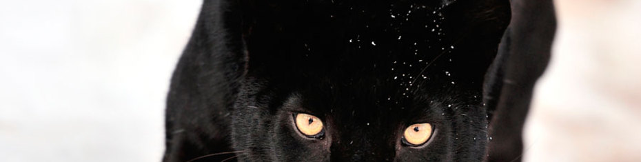 Животные-(189)