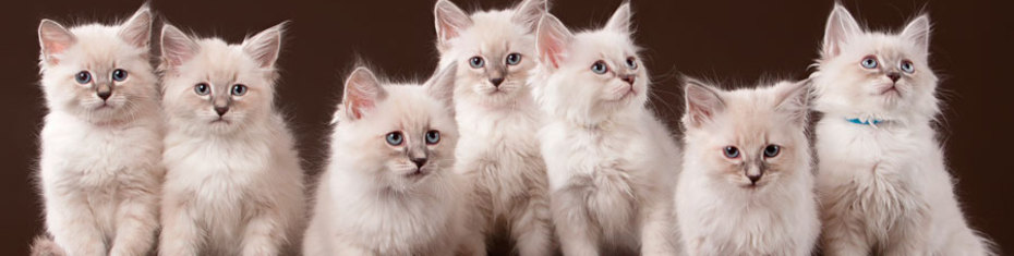 Животные-(190)