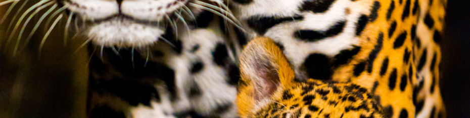 Животные-(191)