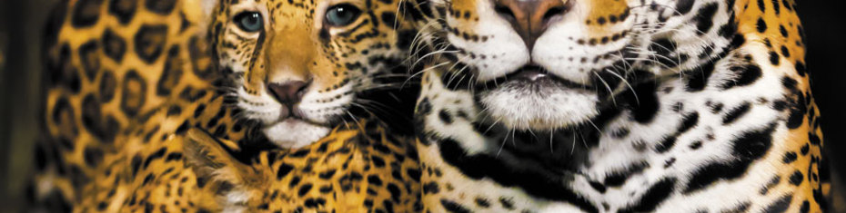 Животные-(192)