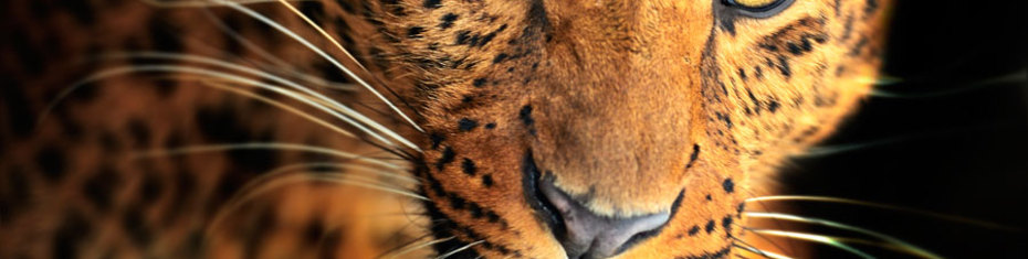 Животные-(193)