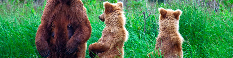 Животные-(194)