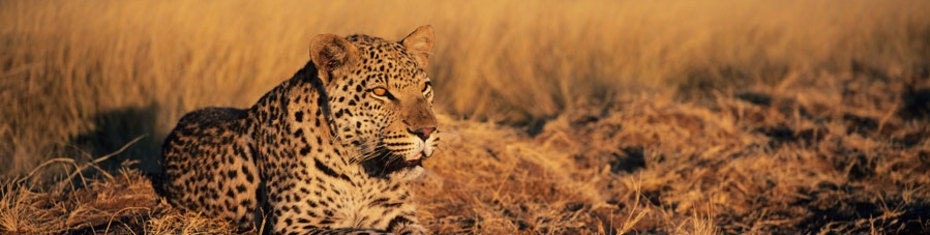 Животные-(195)