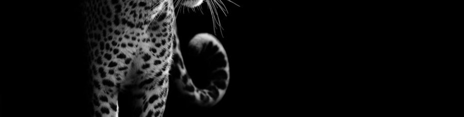 Животные-(196)