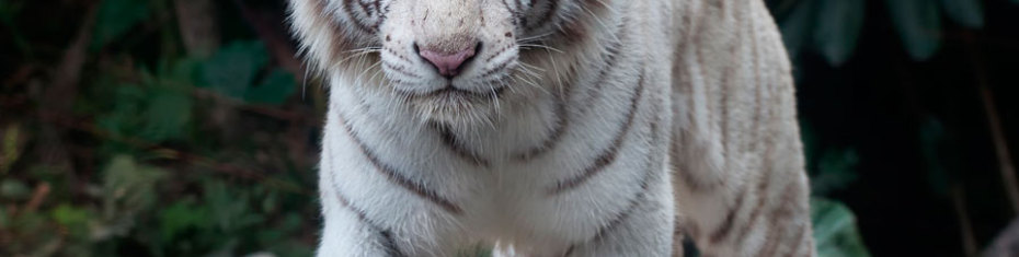 Животные-(201)