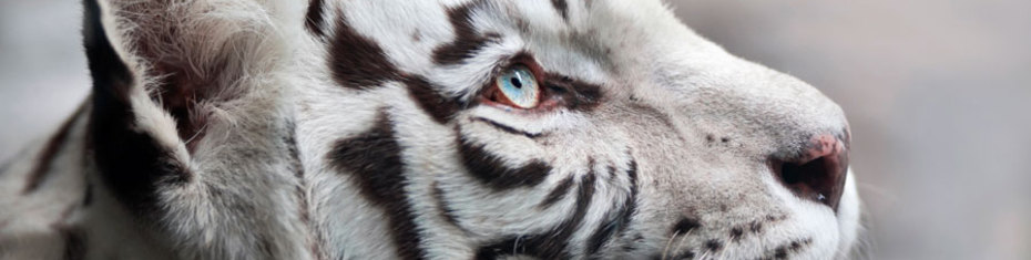 Животные-(203)