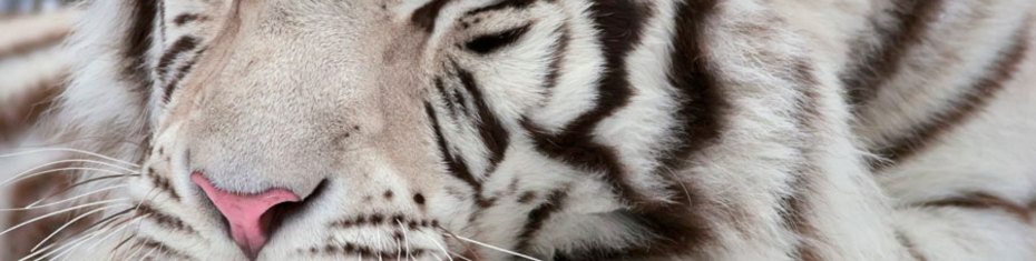 Животные-(204)