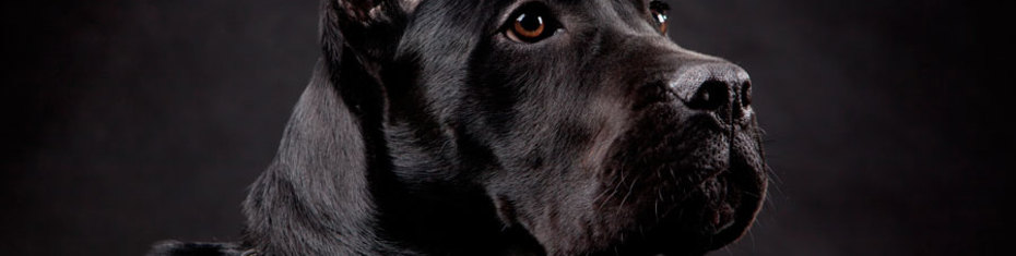 Животные-(205)