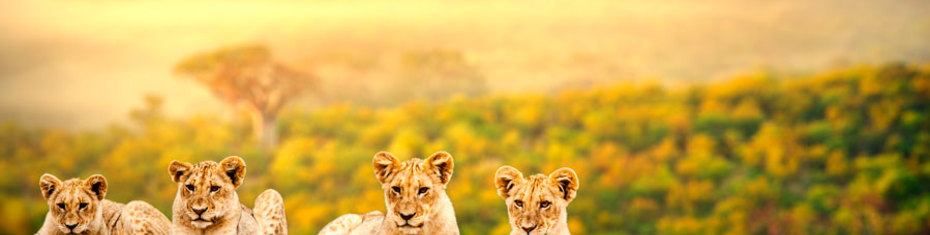 Животные-(206)