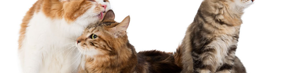 Животные-(207)