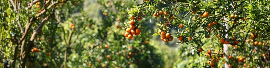 Природа (101)